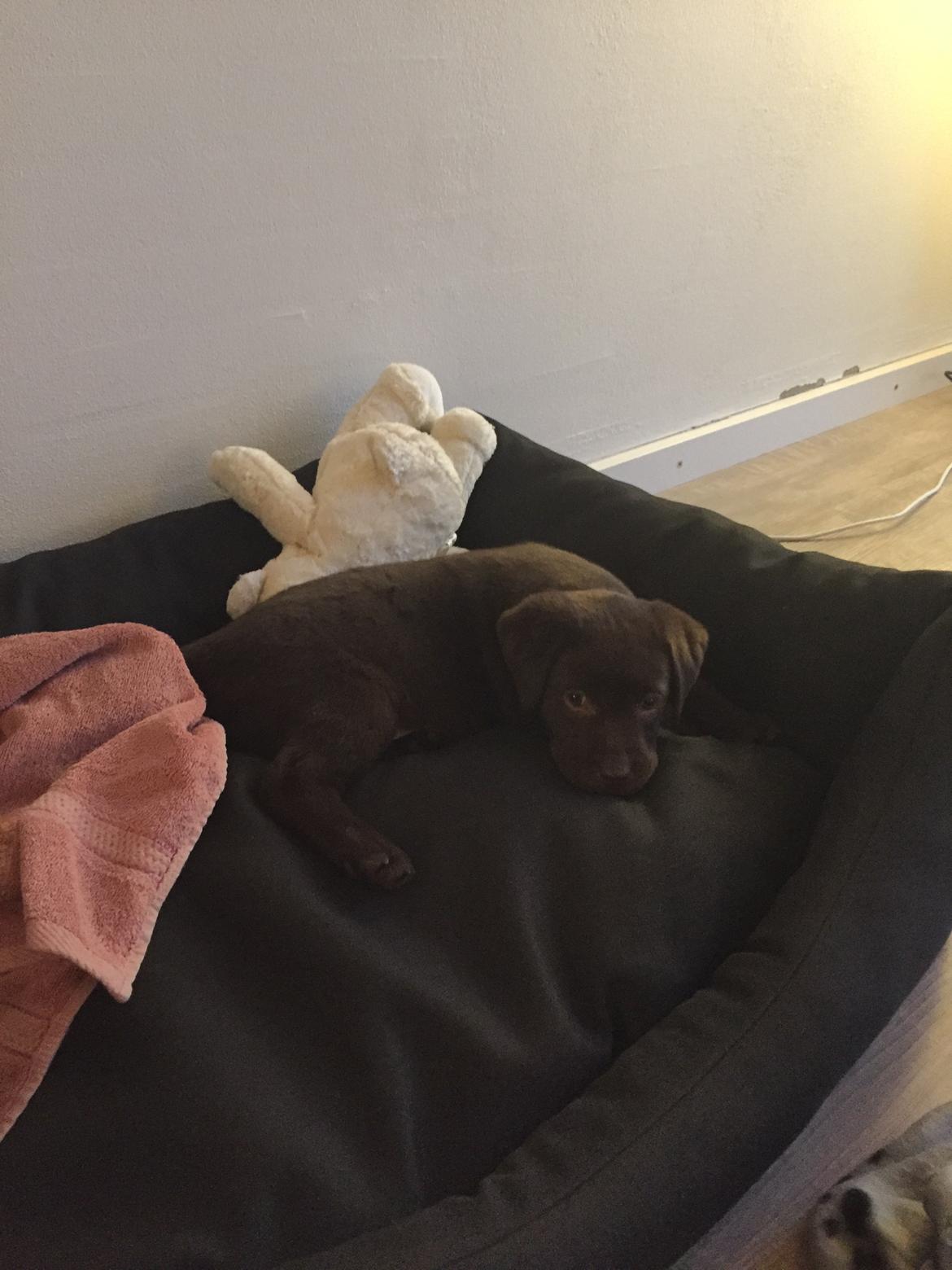 Labrador retriever Coco  billede 9