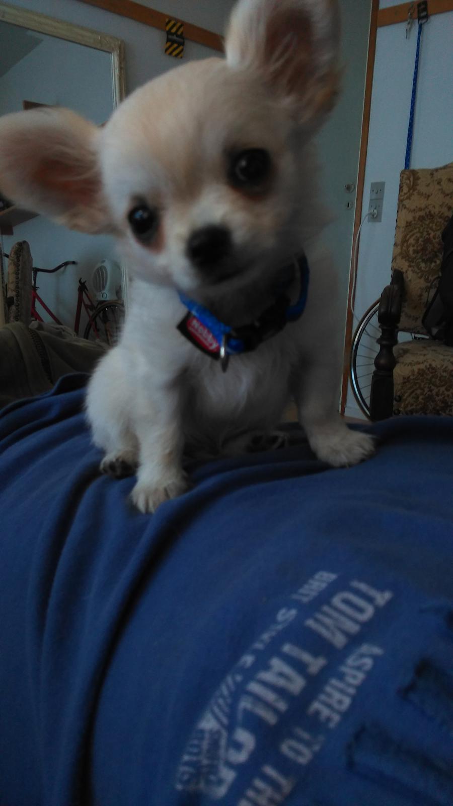 Chihuahua jackson billede 4