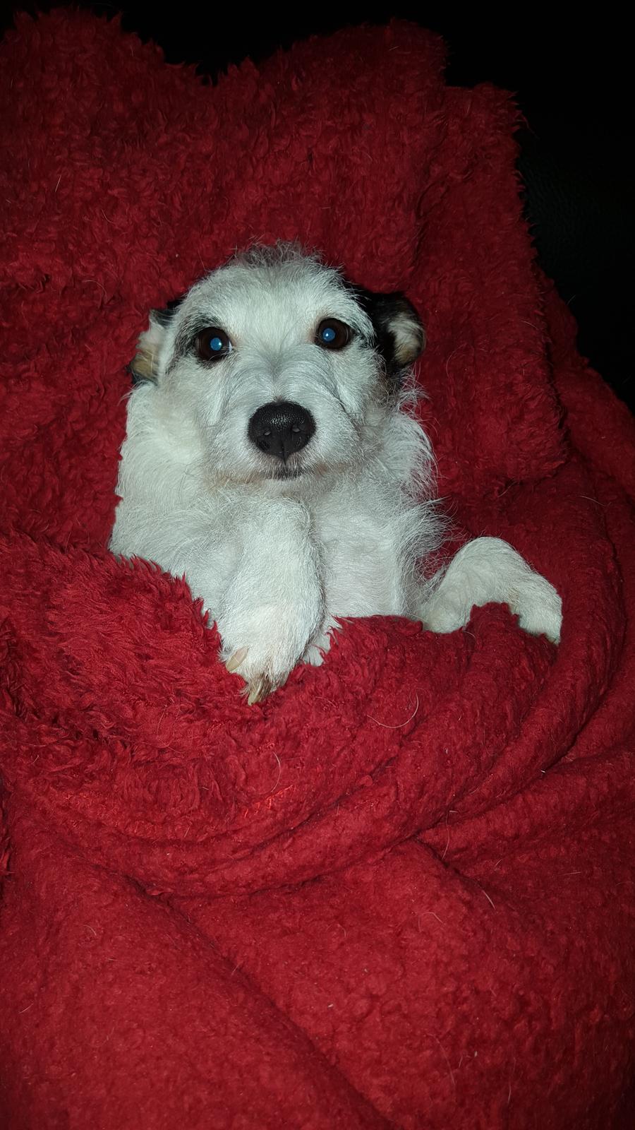 Jack russell terrier Nørlunds lollipop (Lolli) billede 13