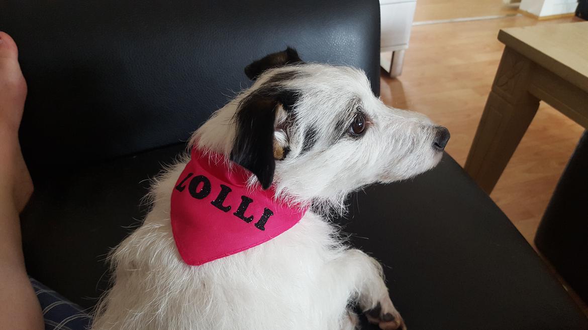 Jack russell terrier Nørlunds lollipop (Lolli) billede 14