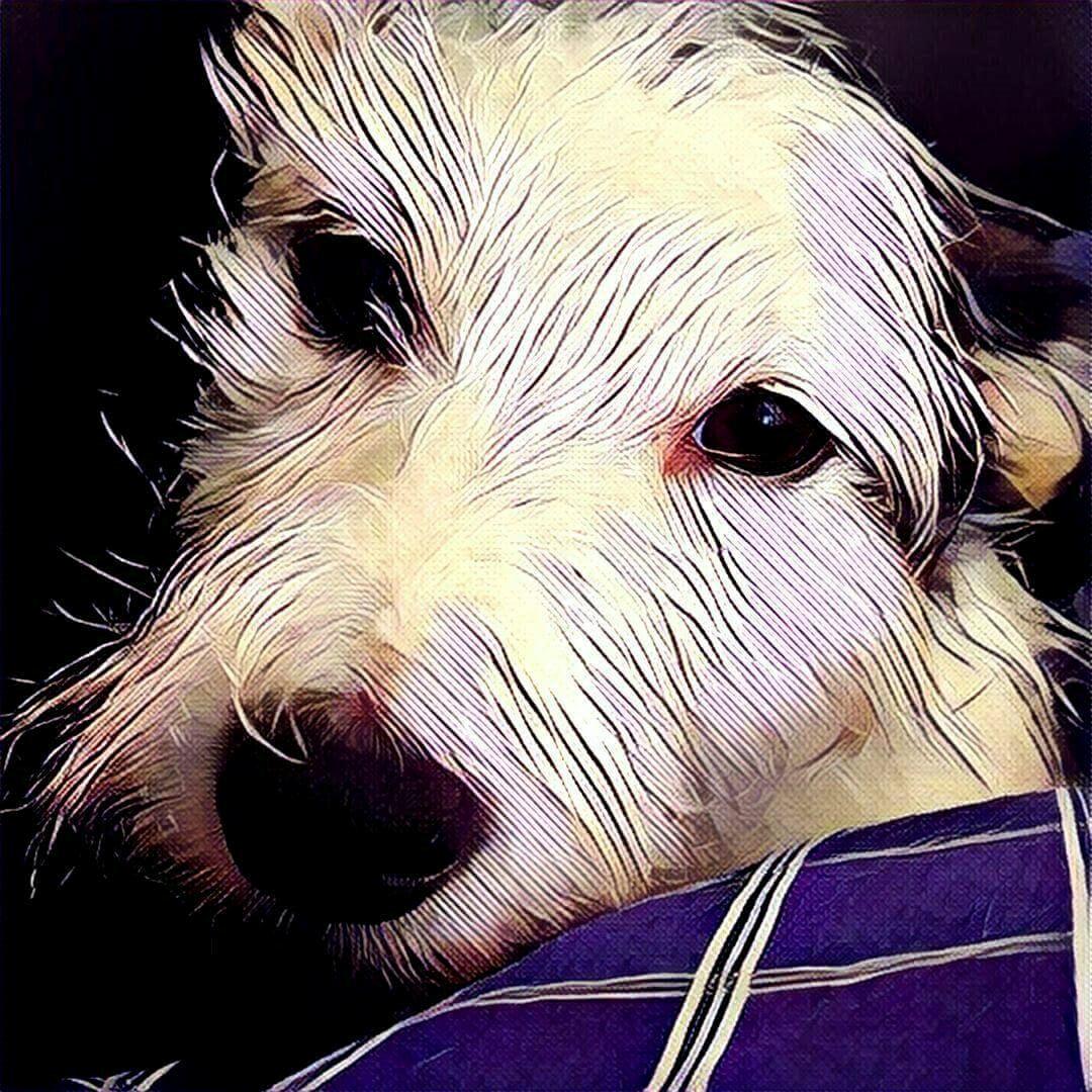 Jack russell terrier Nørlunds lollipop (Lolli) billede 15