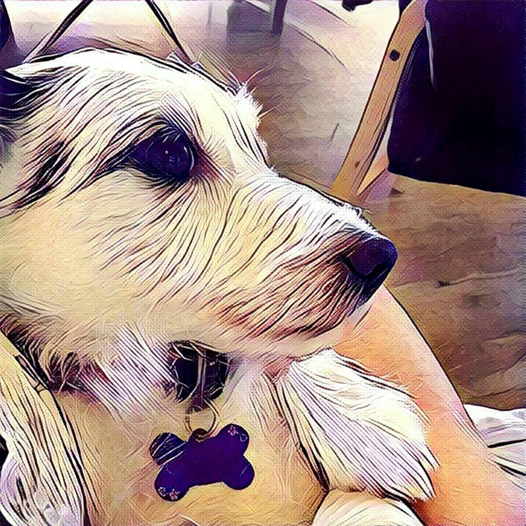 Jack russell terrier Nørlunds lollipop (Lolli) billede 16