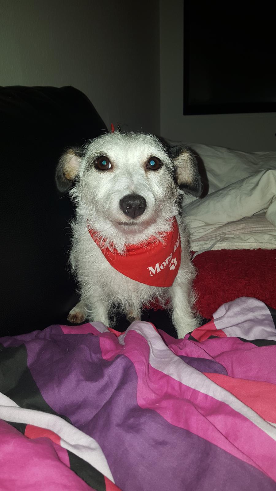 Jack russell terrier Nørlunds lollipop (Lolli) billede 17