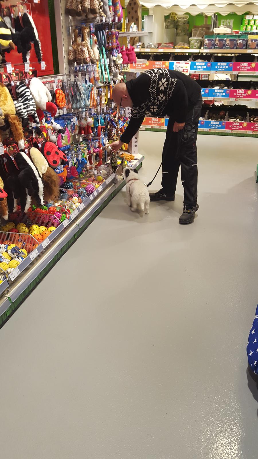 Jack russell terrier Nørlunds lollipop (Lolli) billede 20