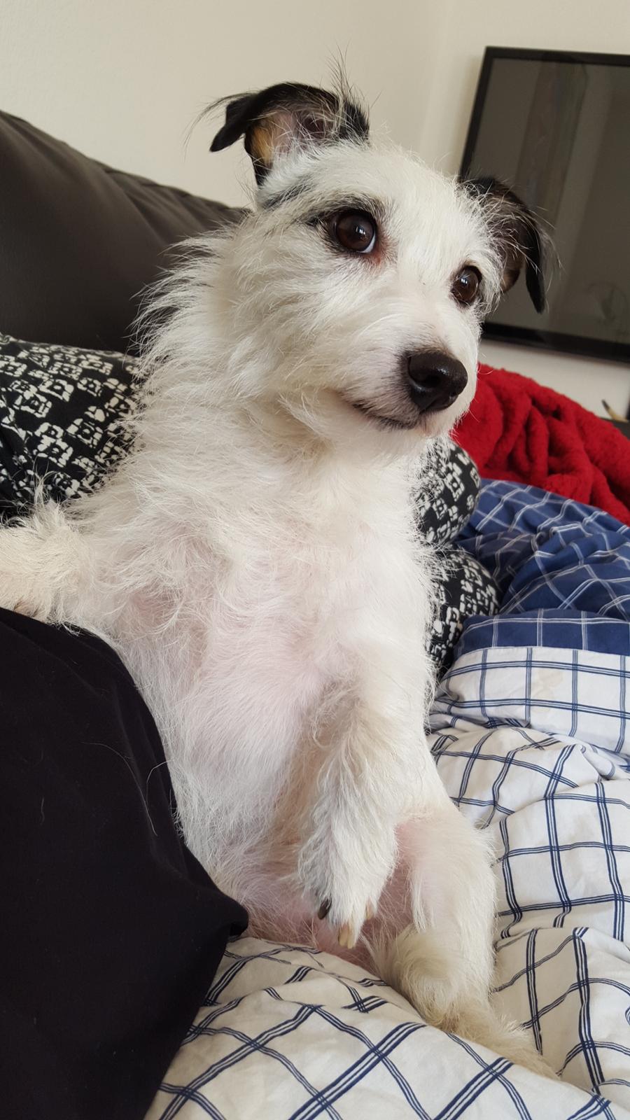 Jack russell terrier Nørlunds lollipop (Lolli) billede 1