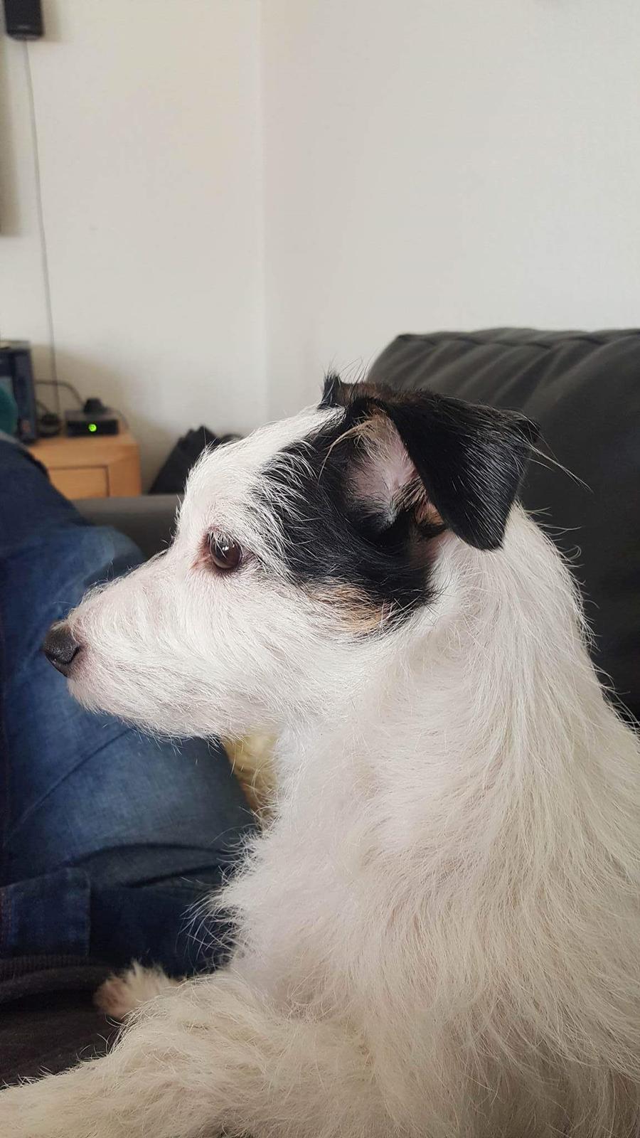 Jack russell terrier Nørlunds lollipop (Lolli) billede 21