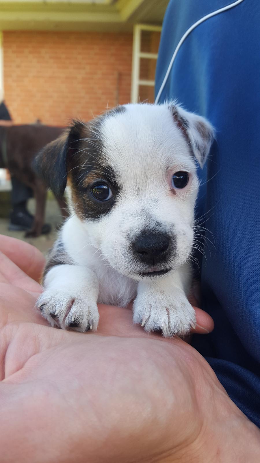 Jack russell terrier Alma billede 1