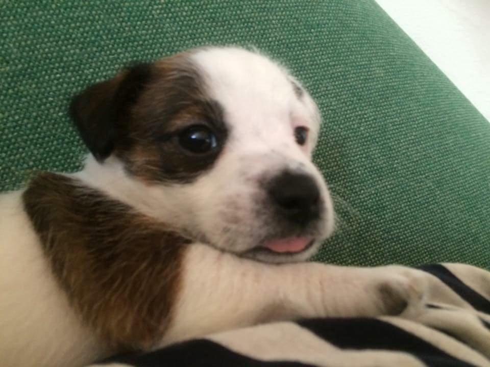 Jack russell terrier Alma billede 2