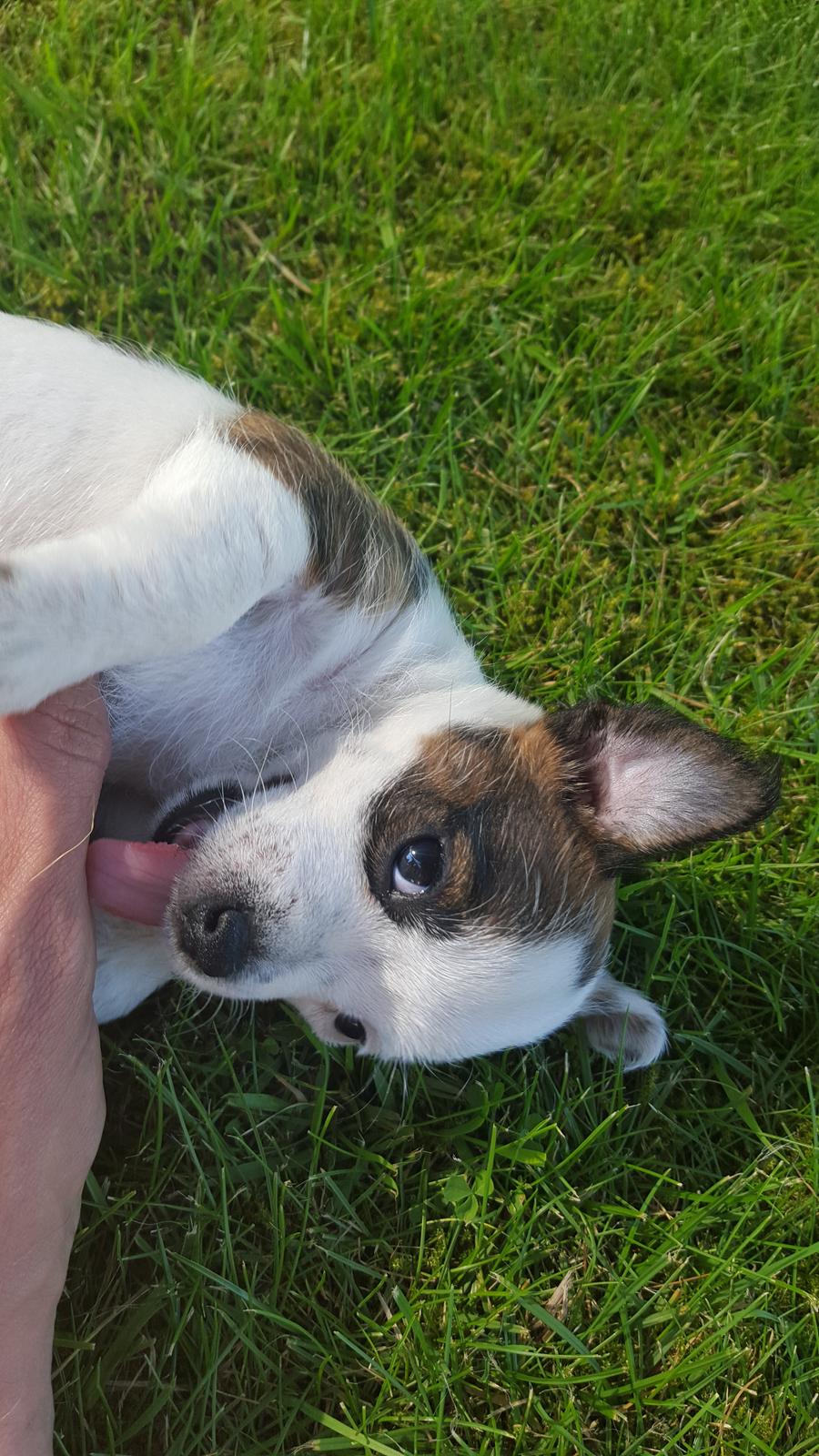 Jack russell terrier Alma billede 3