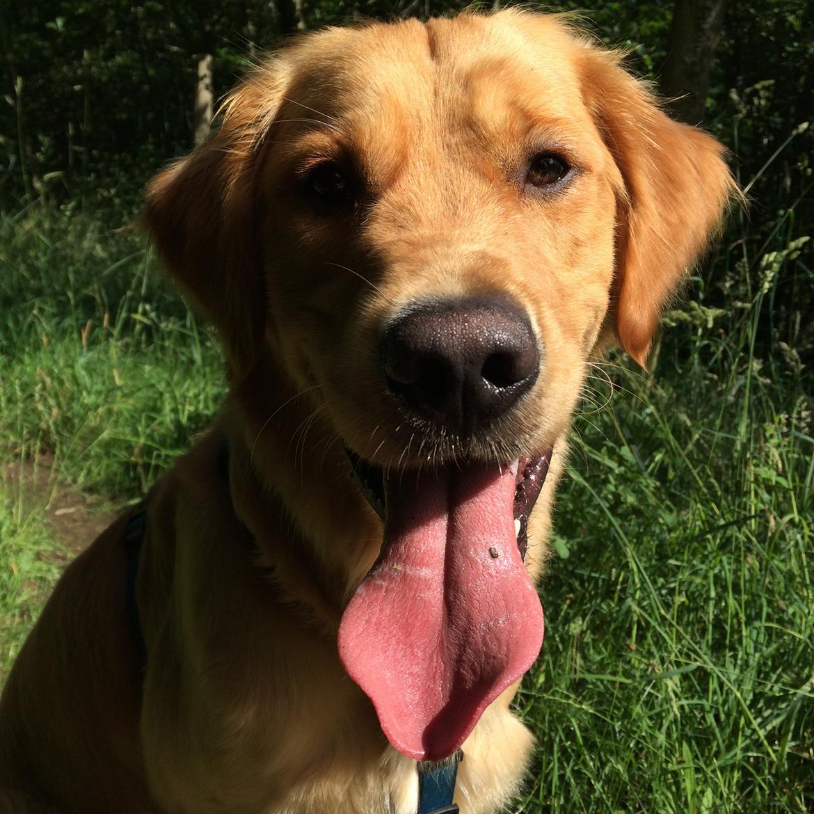 Golden retriever Arthur billede 1