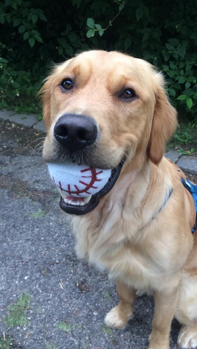 Golden retriever Arthur billede 6
