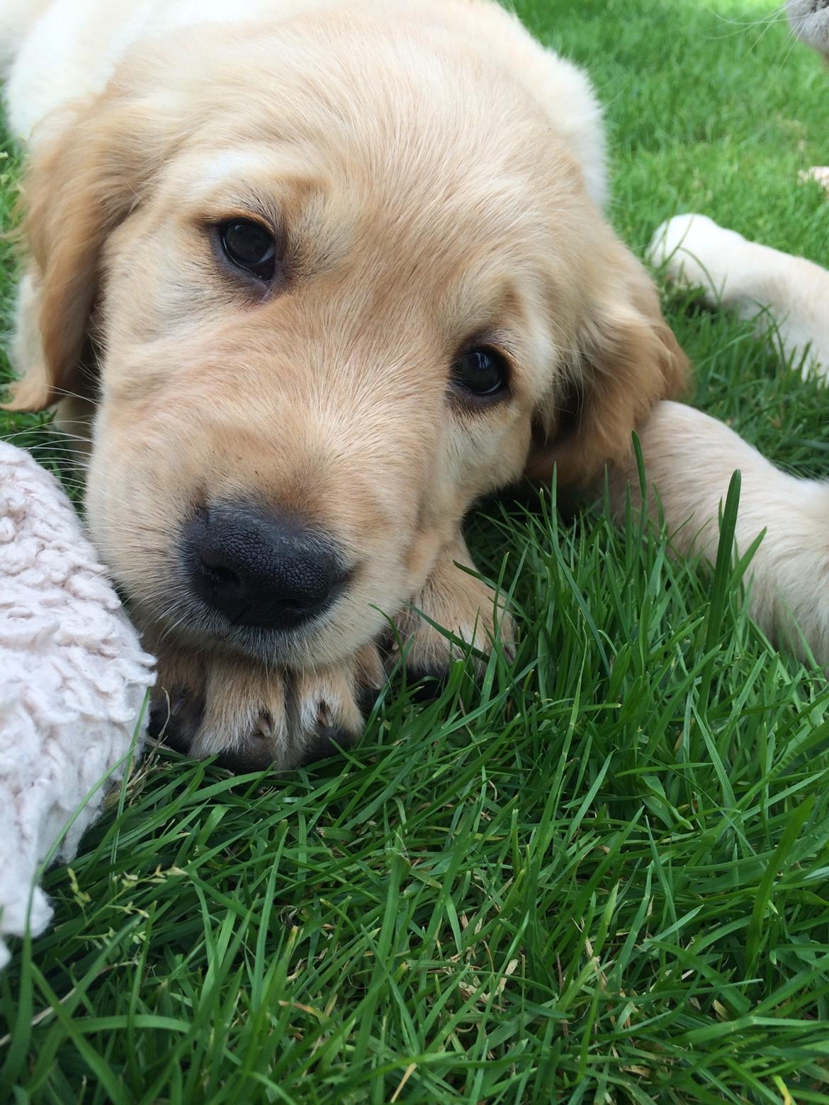 Golden retriever Arthur billede 7