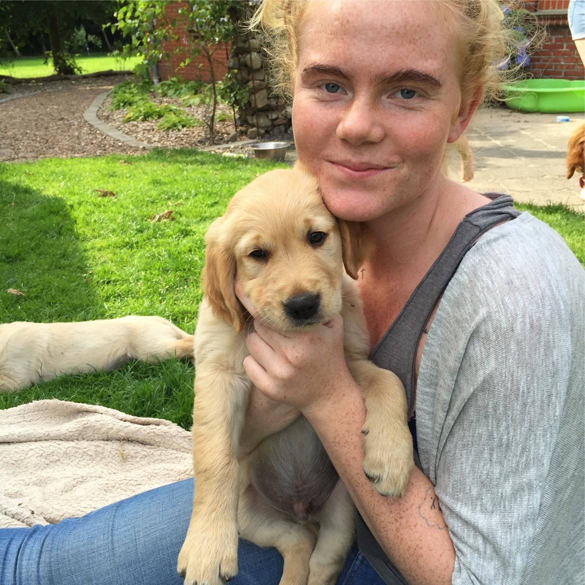 Golden retriever Arthur billede 8