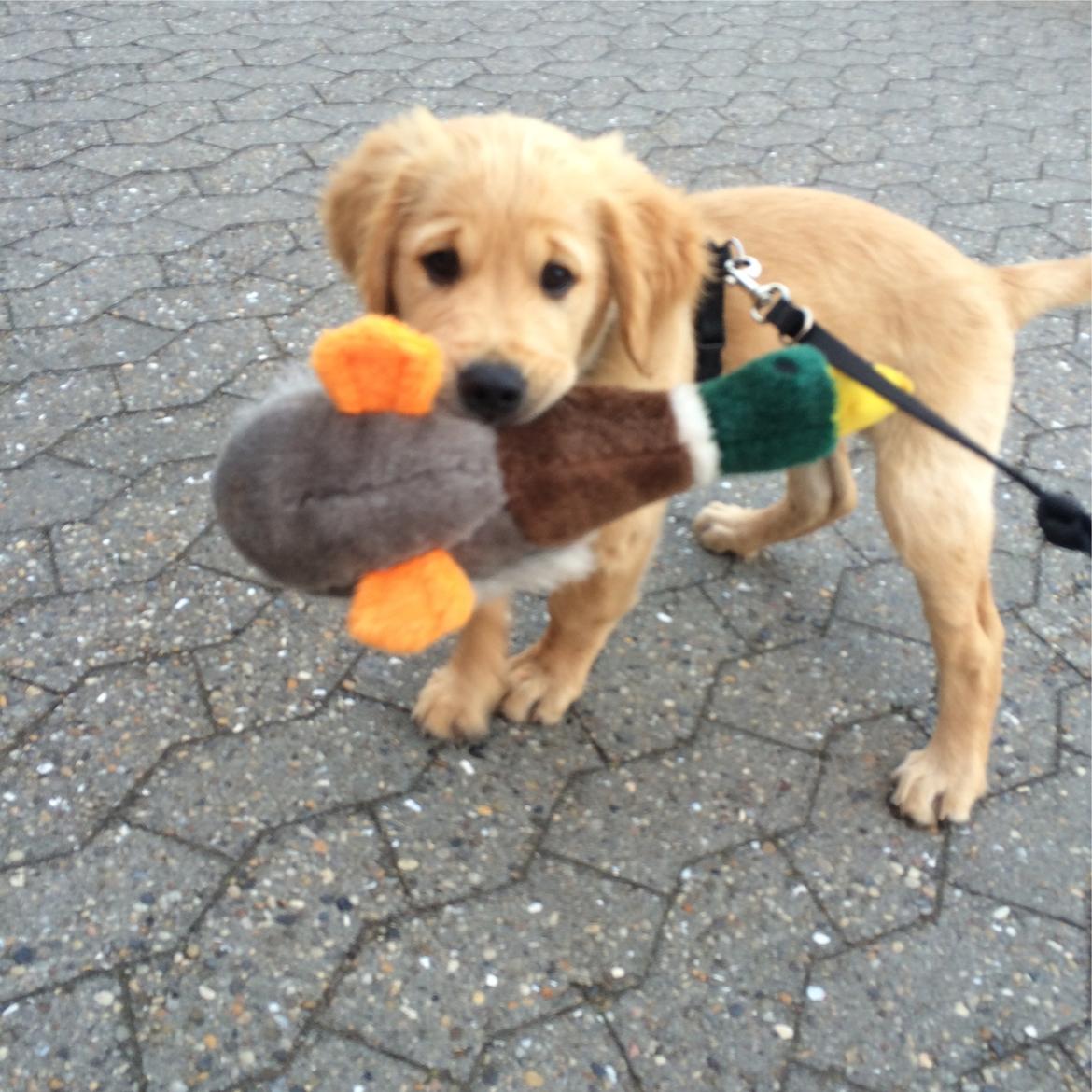 Golden retriever Arthur billede 9