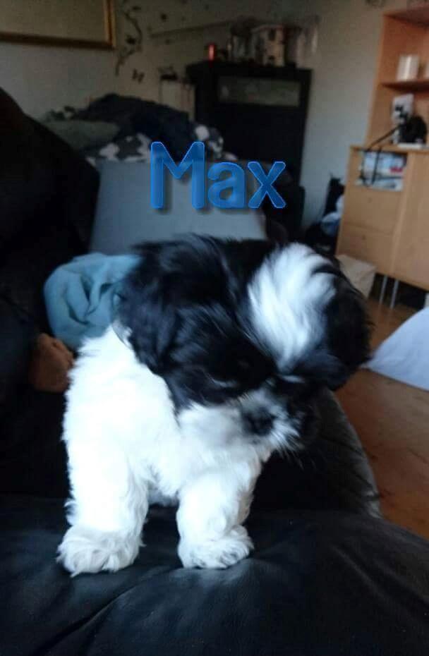 Shih tzu Max billede 1