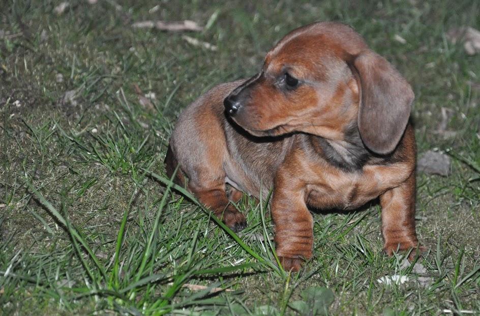 Miniature gravhund Dalstrup Jana De Have - Sui d. 23.04.2016 - dagen vi hentede hende <3 billede 4