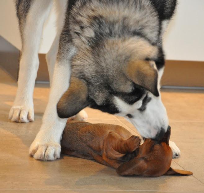 Miniature gravhund Dalstrup Jana De Have - Suis første møde med "Onkel Kenai" <3 billede 7