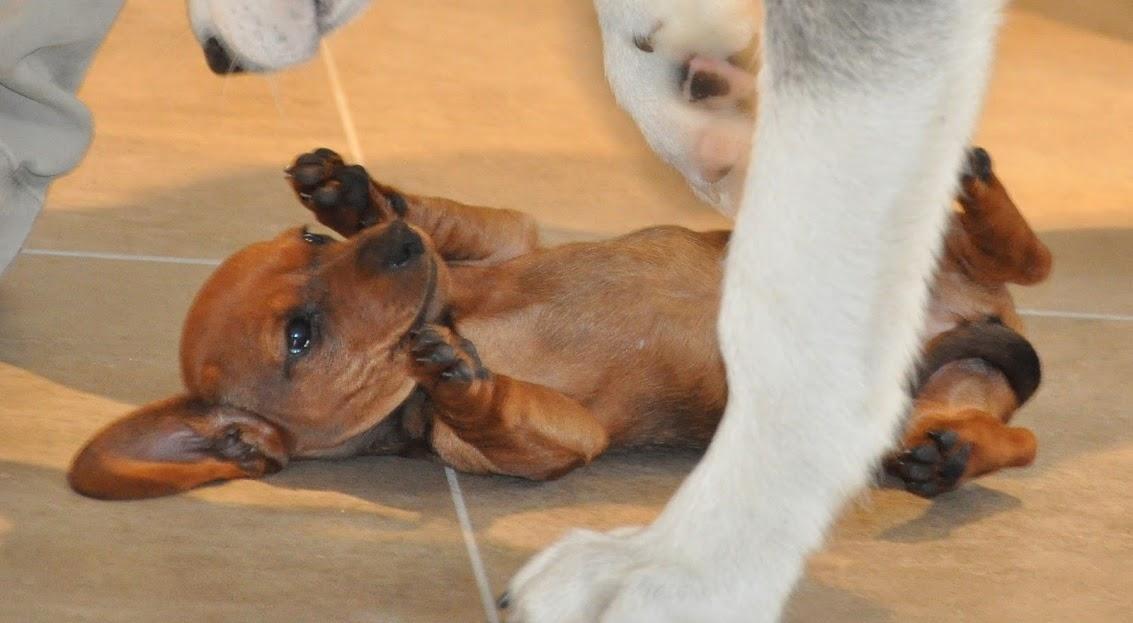 Miniature gravhund Dalstrup Jana De Have - Suis første møde med "Onkel Kenai" <3 billede 6