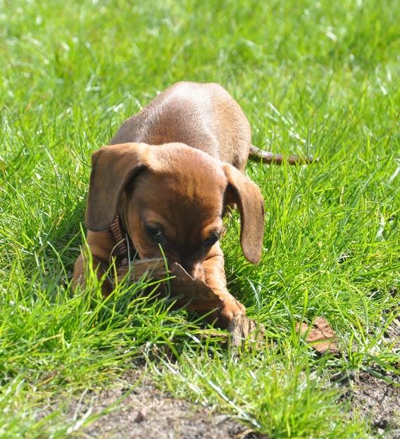 Miniature gravhund Dalstrup Jana De Have - Sui nyder at tosse rundt i haven <3 billede 9