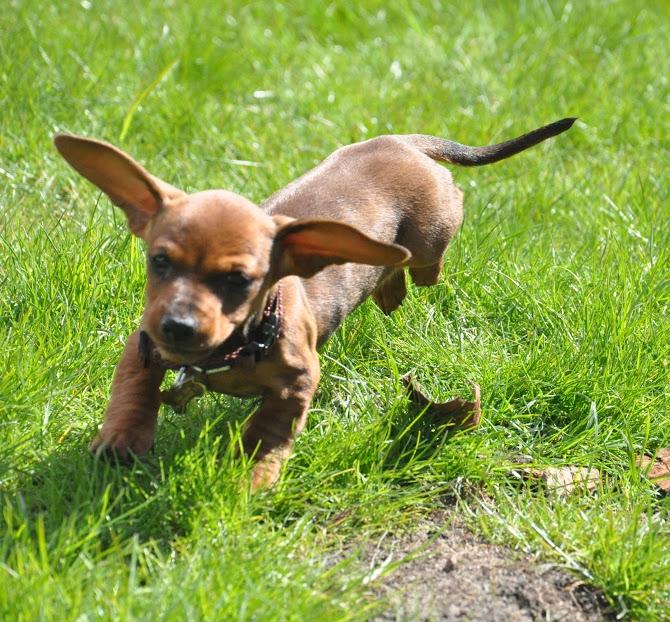 Miniature gravhund Dalstrup Jana De Have - Sui nyder at tosse rundt i haven <3 billede 10
