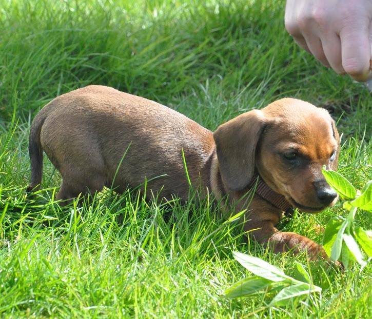Miniature gravhund Dalstrup Jana De Have - Sui nyder at tosse rundt i haven <3 billede 13