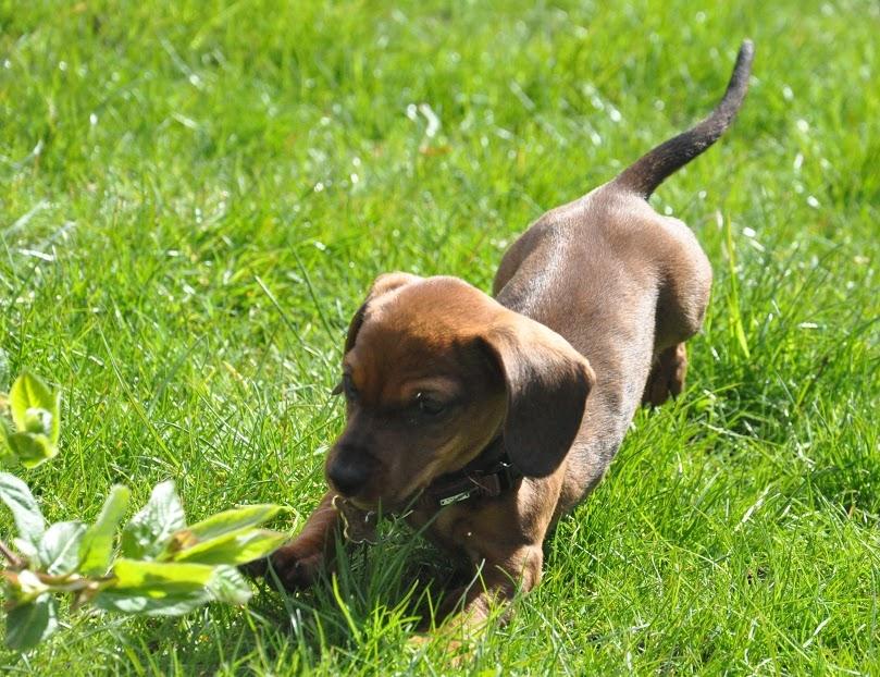 Miniature gravhund Dalstrup Jana De Have - Sui nyder at tosse rundt i haven <3 billede 11