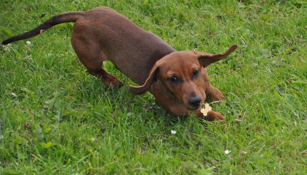 Miniature gravhund Dalstrup Jana De Have - Tossen, juli 2016. billede 20