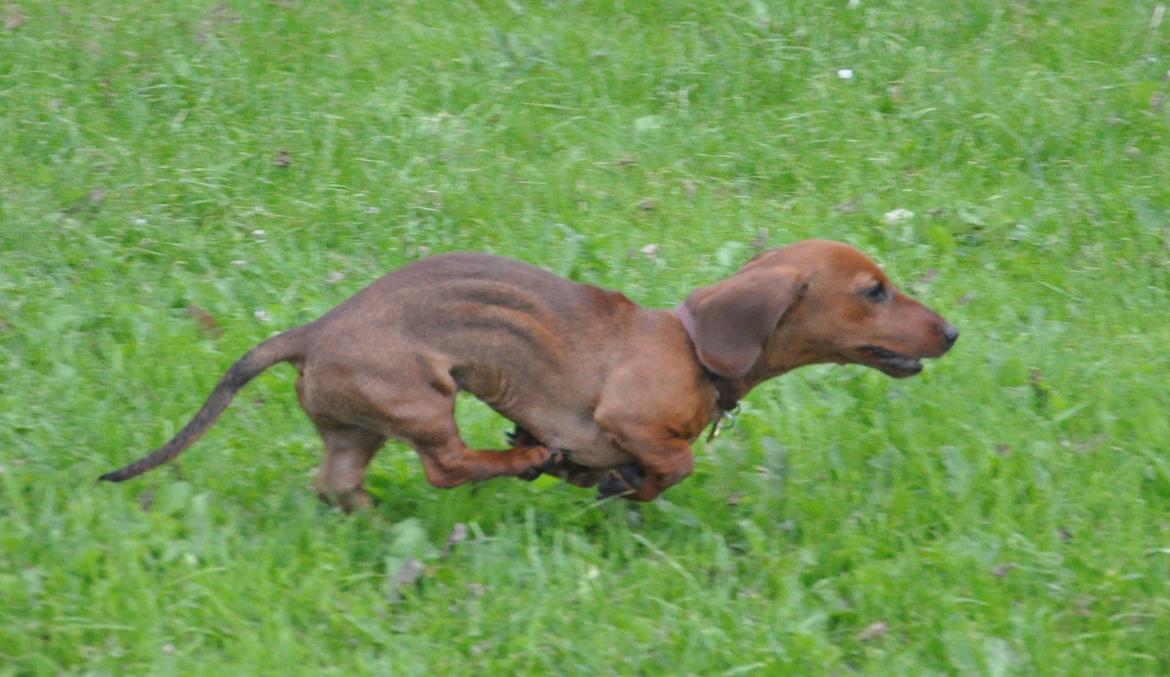 Miniature gravhund Dalstrup Jana De Have - Tossen, juli 2016. billede 21