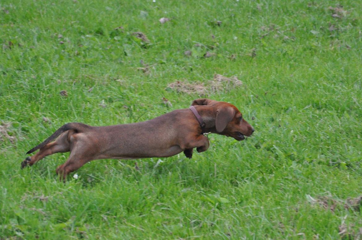 Miniature gravhund Dalstrup Jana De Have - Tossen, juli 2016. billede 22