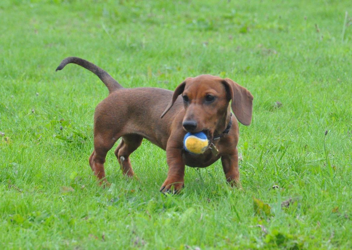 Miniature gravhund Dalstrup Jana De Have - Tossen, juli 2016. billede 24