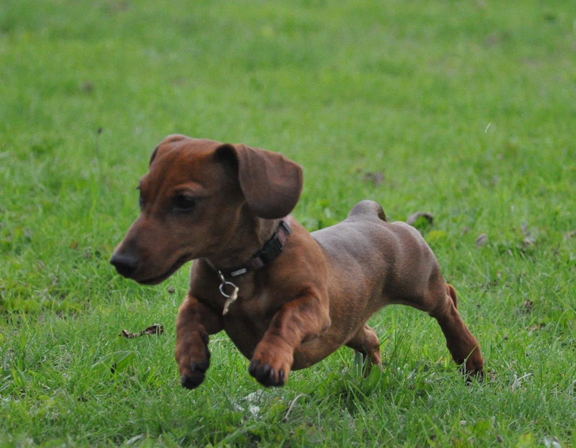 Miniature gravhund Dalstrup Jana De Have - Tossen, juli 2016. billede 26