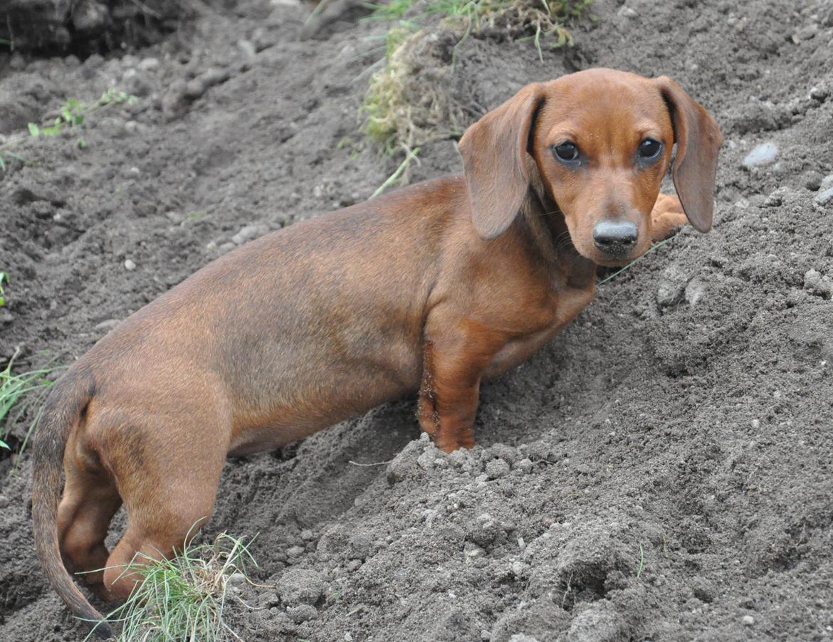 Miniature gravhund Dalstrup Jana De Have - Bjergbestiger <3 billede 28