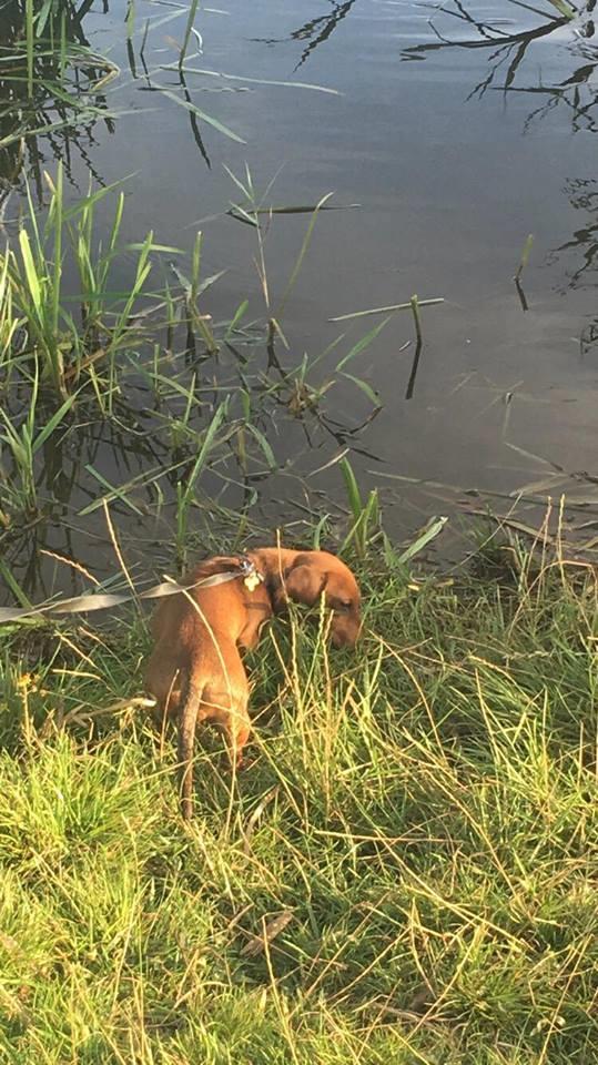 Miniature gravhund Dalstrup Jana De Have - Skjern Å undersøges :) billede 40