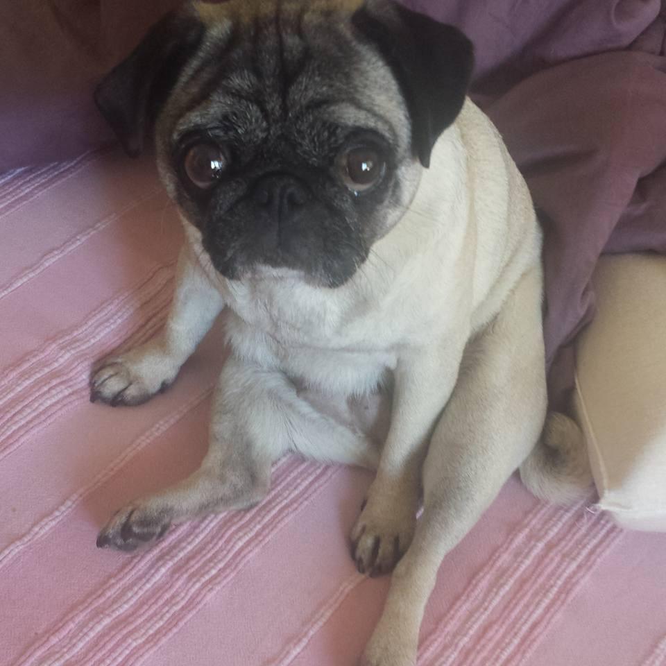 Mops Celina billede 25