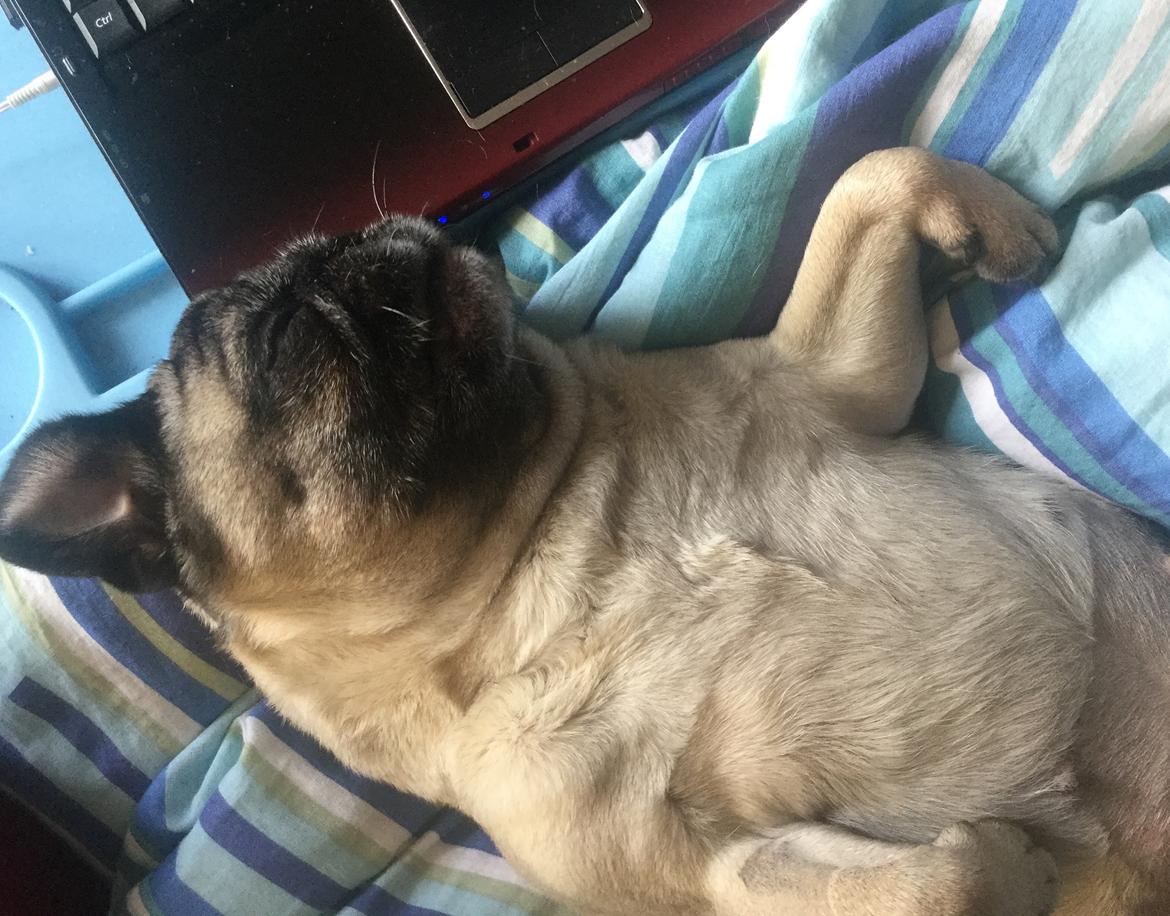 Mops Celina billede 26