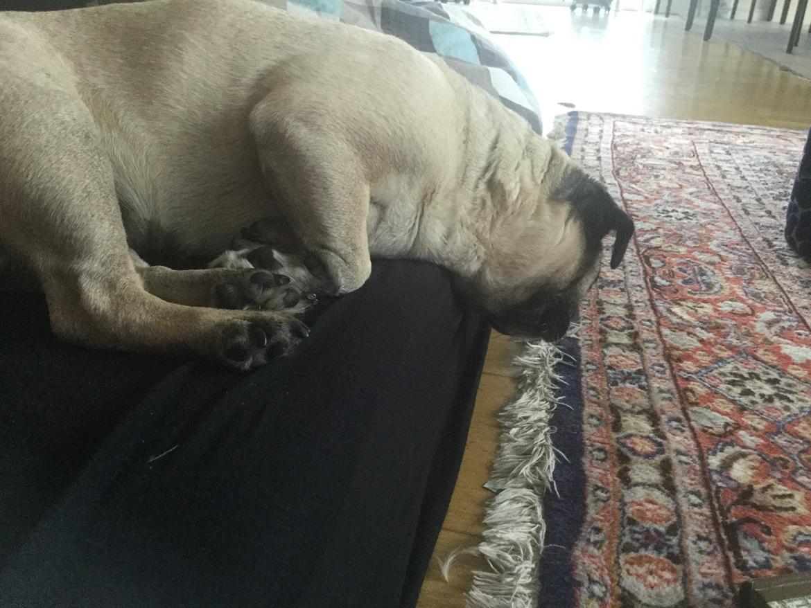 Mops Celina billede 27