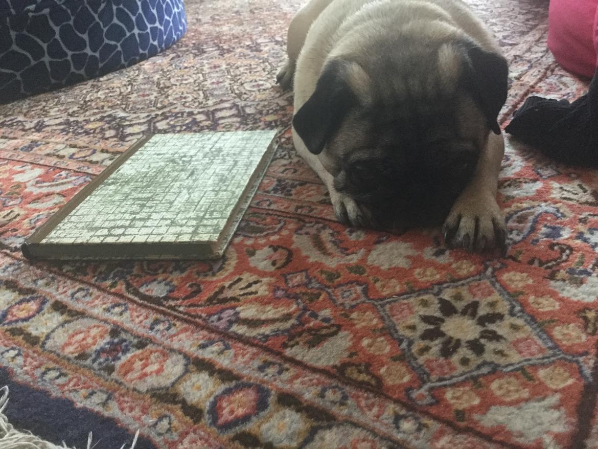 Mops Celina billede 28