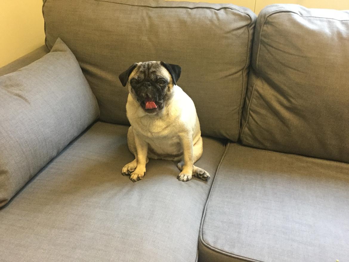 Mops Celina billede 29