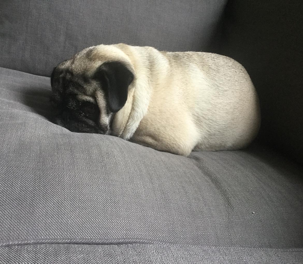 Mops Celina billede 30