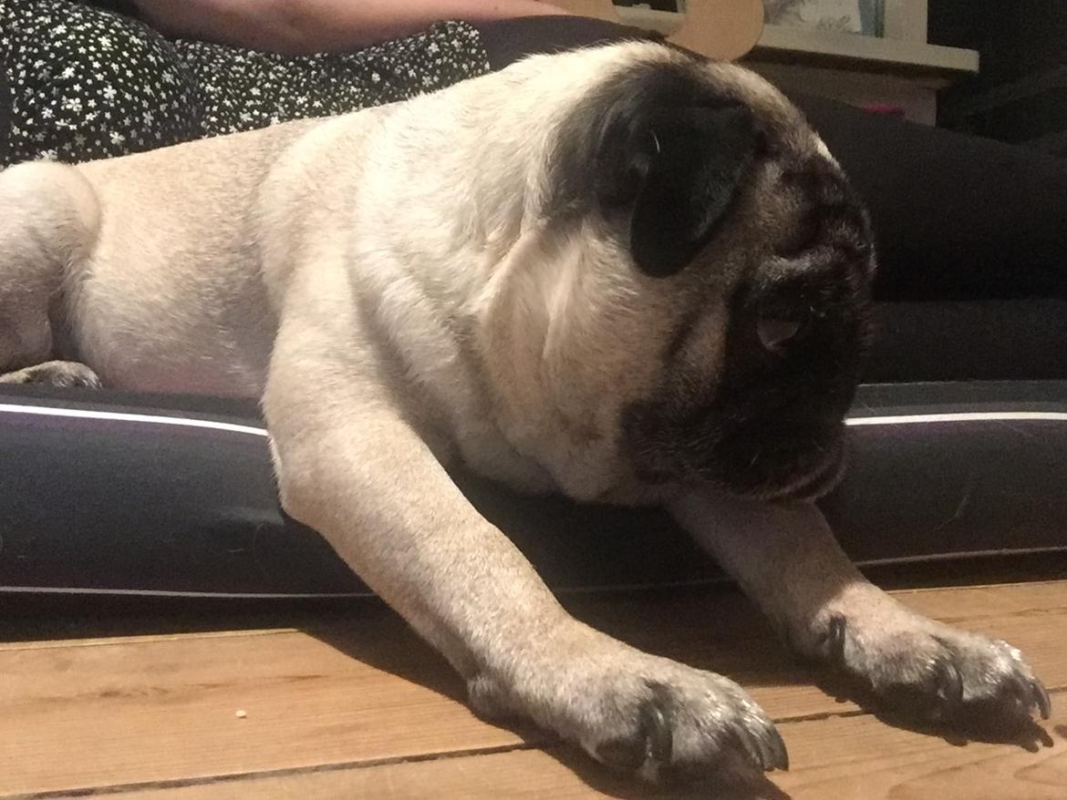 Mops Celina billede 31