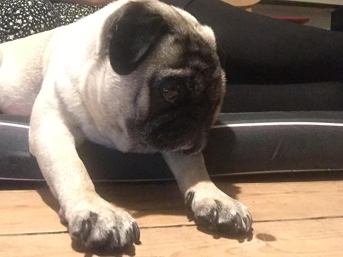 Mops Celina billede 32