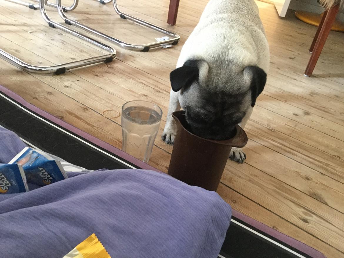 Mops Celina billede 33