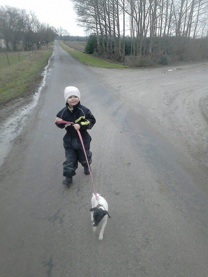 Dansk svensk gaardhund sussi billede 12