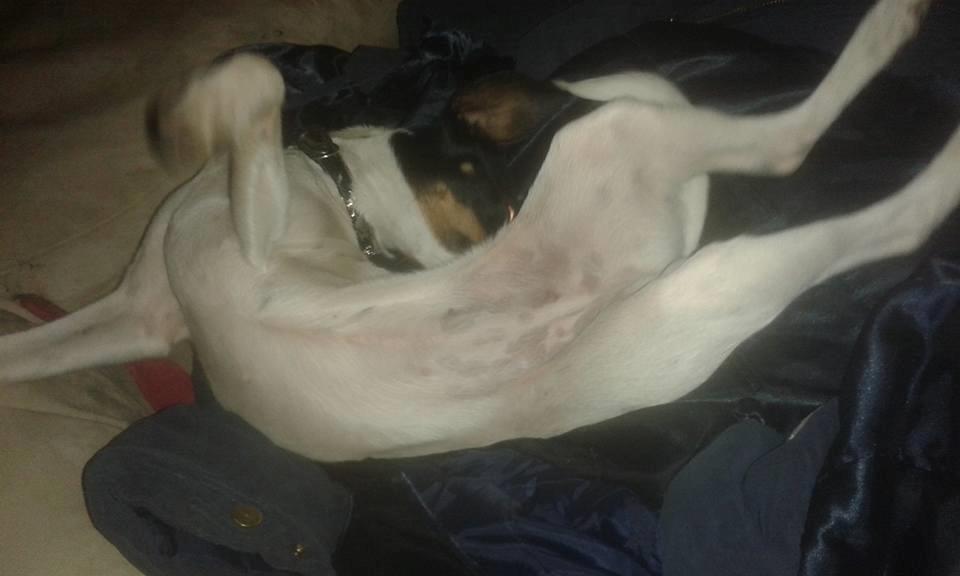 Dansk svensk gaardhund sussi billede 13