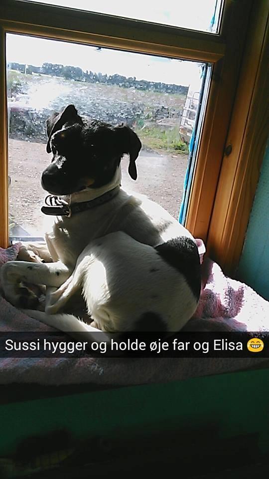 Dansk svensk gaardhund sussi billede 14