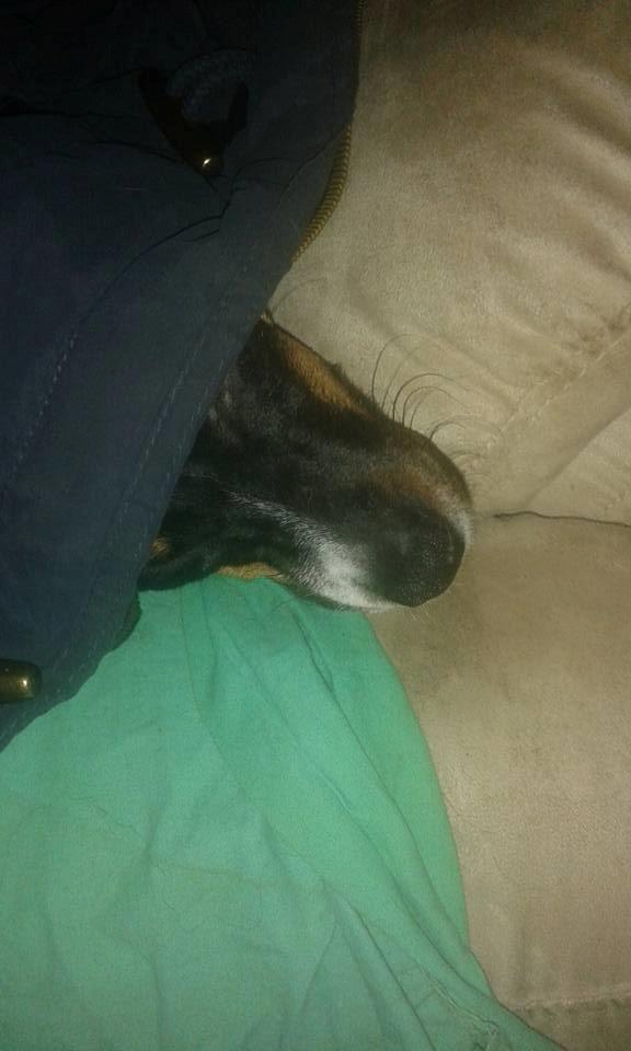 Dansk svensk gaardhund sussi billede 15