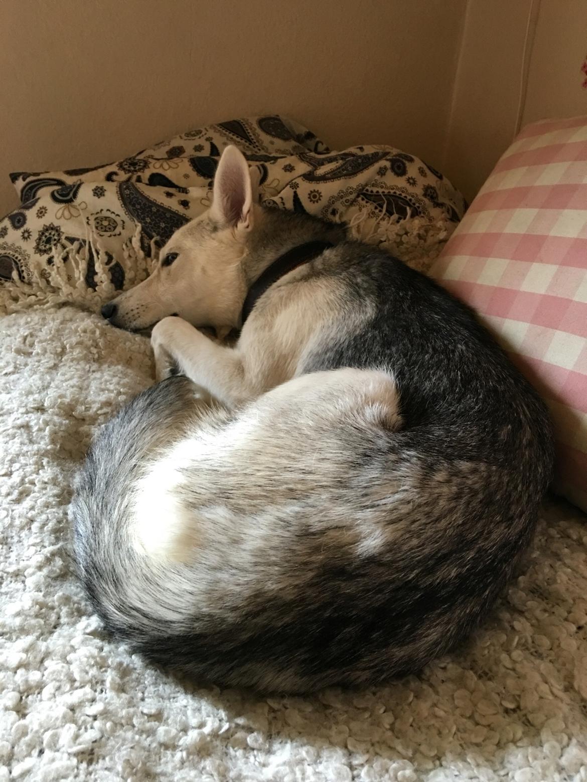 Alaskan husky Skæbnens Cille *RIP* billede 37