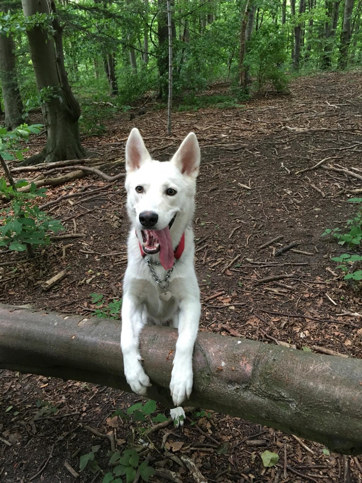 Alaskan husky Skæbnens Cille *RIP* billede 38