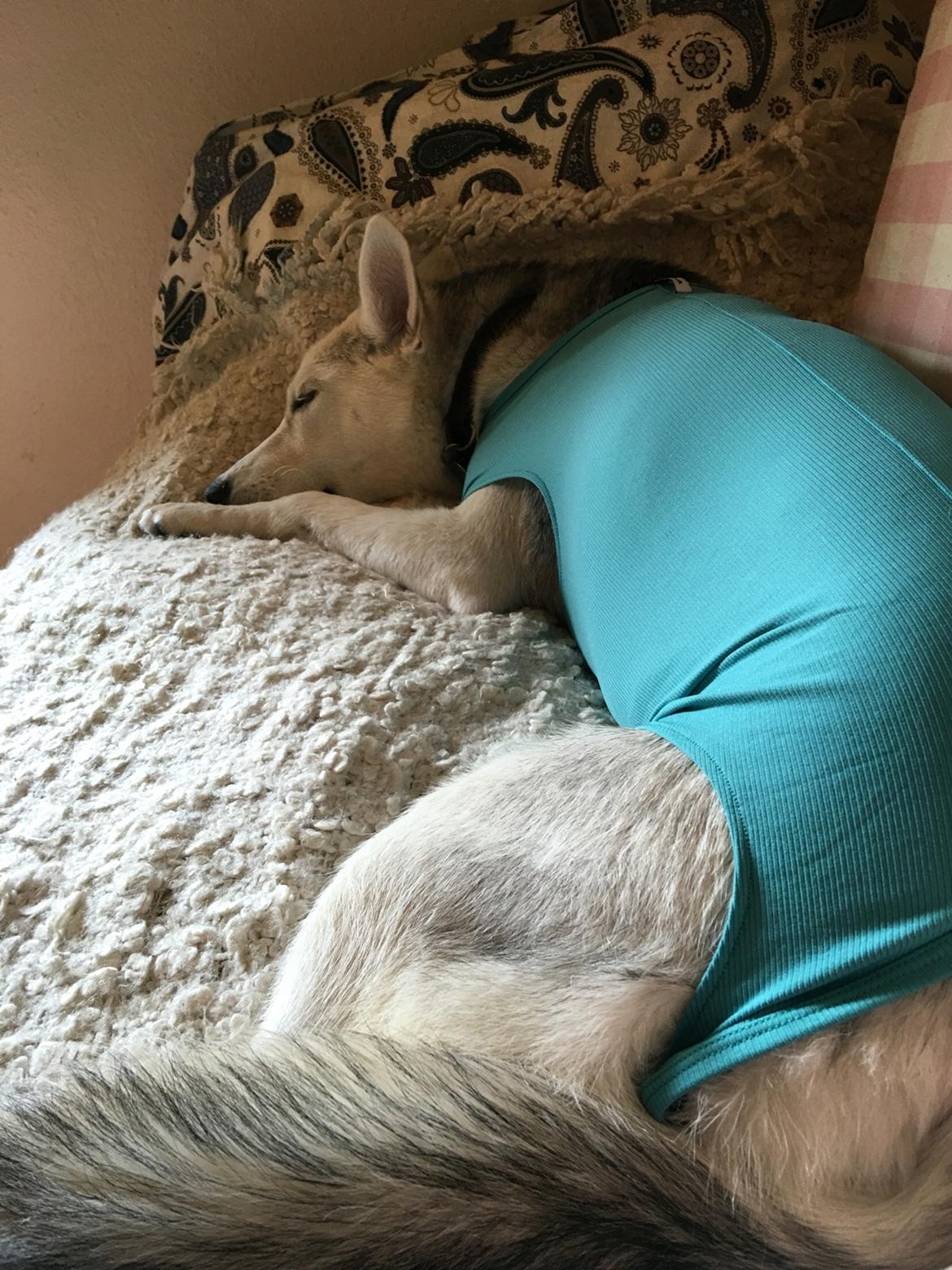 Alaskan husky Skæbnens Cille *RIP* billede 42