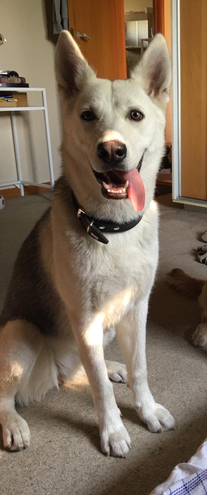 Alaskan husky Skæbnens Cille *RIP* billede 45